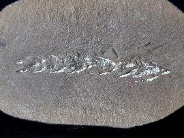 Lepidodendron lanceolatum (LESQUEREUX 1879) - Bild © FossNet FossilienStore